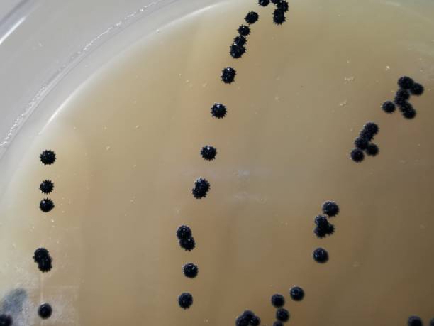 Staphylococcus aureus on Baird-Parker Agar A quadrant streak of the bacterium Staphylococcus aureus cultured or inoculated on Baird-Parker agar with egg tellurite . staphylococcal enterotoxicosis stock pictures, royalty-free photos & images