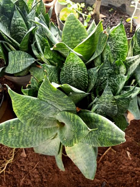 istock Close up of mason congo plant 1821221345