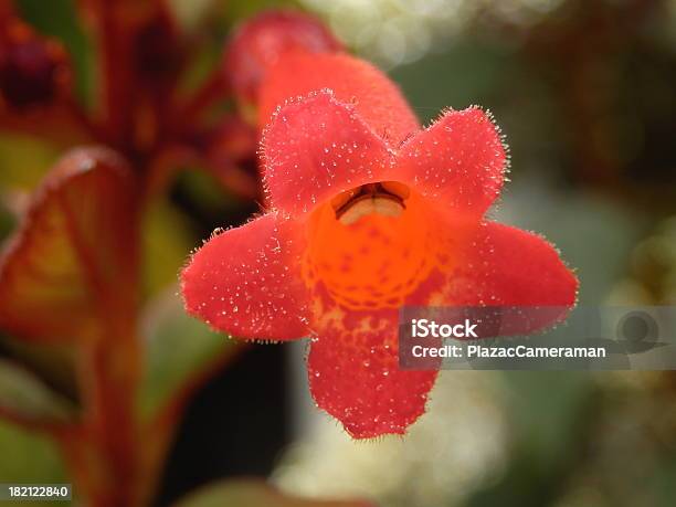 Foto de Phygelius Planta e mais fotos de stock de Arbusto - Arbusto, Botânica - Assunto, Brinco-de-princesa