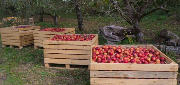 istock Several wooden boxes with red apples on the grass garden 1821245101