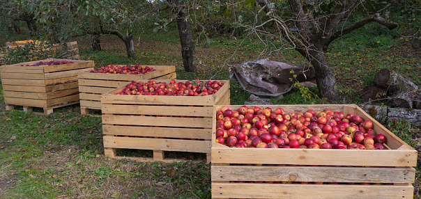 Several wooden boxes with red apples on the grass garden.