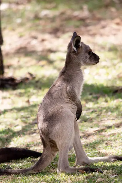 the kangaroo-Island Kangaroo joey has a light brown body with a white under belly. They also have black feet and paws