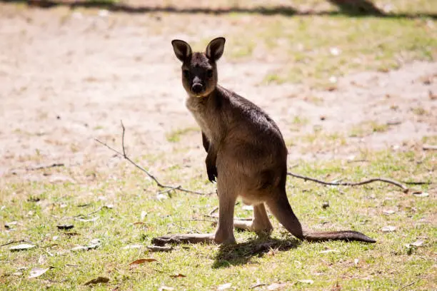 the kangaroo-Island Kangaroo joey has a light brown body with a white under belly. They also have black feet and paws