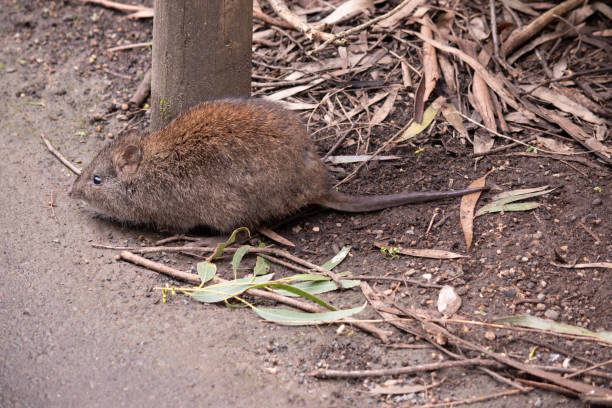 istock this is a side view of a long nosed potoroo 1821284642