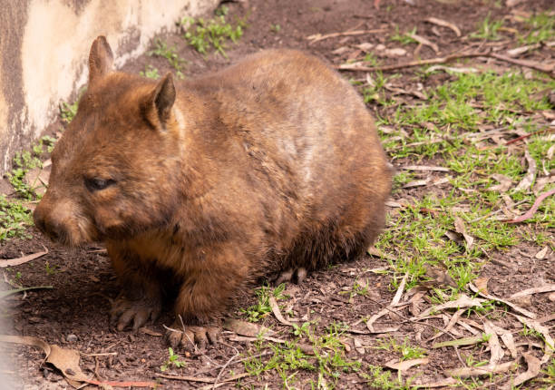 istock the hairy nose wombat is wandering 1821291992
