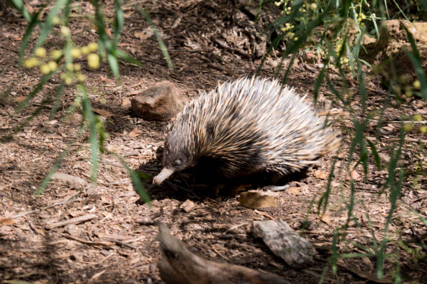 istock The echidna is looking for ants to eat 1821292001