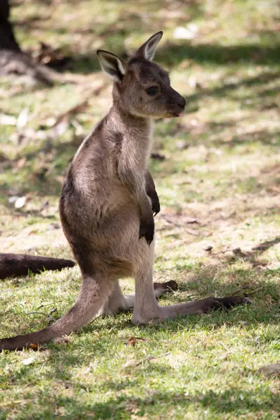 the kangaroo-Island Kangaroo joey has a light brown body with a white under belly. They also have black feet and paws same as its parents