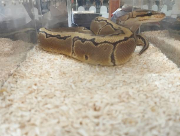 istock Brown snake in the glasses 1821292600