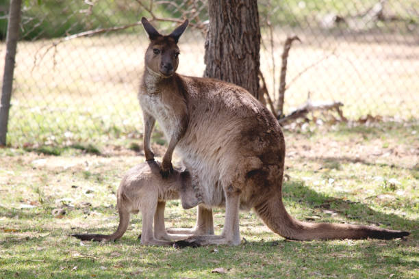 la mère kangourou nourrit son joey à partir de sa poche - joey kangaroo young animal feeding photos et images de collection