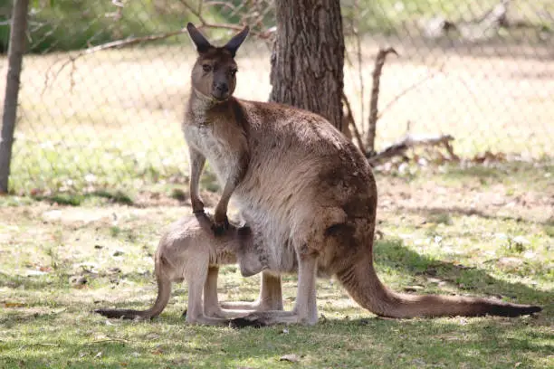 the kangaroo-Island Kangaroo joey has a light brown body with a white under belly. They also have black feet and paws