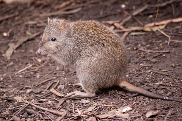 istock the long nosed potoroo is standing on its hind legs 1821294172
