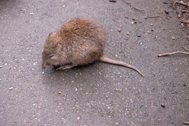 это вид сбоку длинноносого потороо - long nosed potoroo стоковые фото и изображения