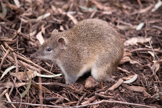 istock this is a side view of a southern brown bandicoot 1821295821