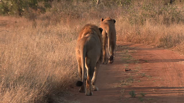 Two male lions walking down the road