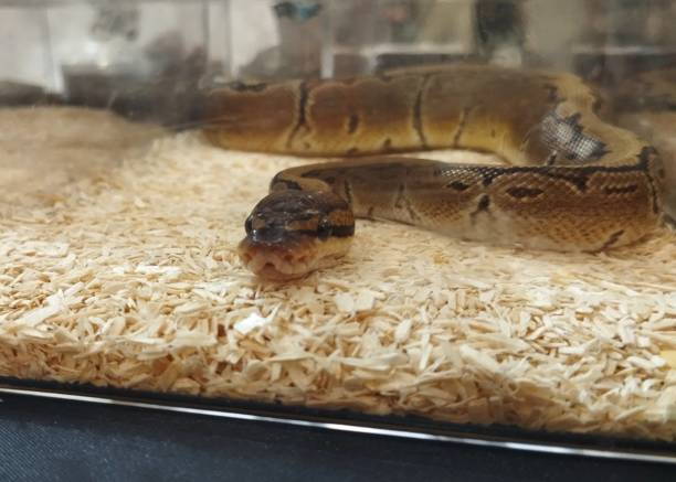 istock Brown snake in the glasses 1821296386