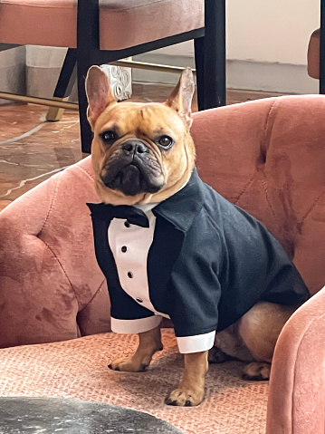 A French bulldog wears a custom made tuxedo with bow tie as he sits with serious expression in a chair at a wedding.