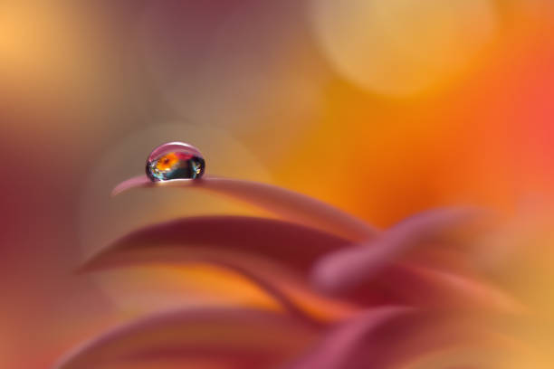 Nature,Flower,Daisy,Floral,Drop hermosa tranquilidad naturaleza fondo.macro plano de increíbles flores de primavera.art diseño.cerrar fotografía.conceptual abstracto photo.fantasy floral art.creative artistic wallpaper.orange color.gerbera daisy.colorful,colores,planta. gota de agua.