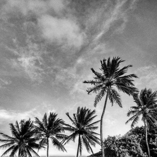 istock Coconut palm trees and the sky 1821306493