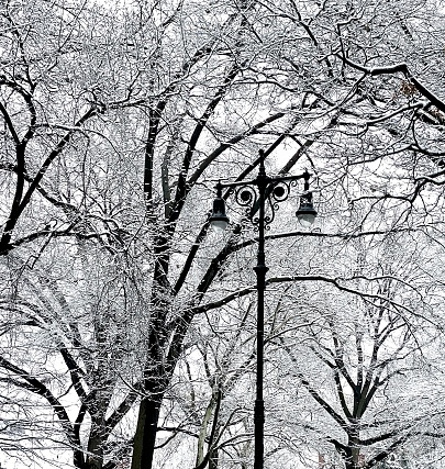 Vintage-style ornate, decorative, lamp post in snowstorm, amid branches of bare trees - silhouette, near black and white. Central Park, New York City. Quiet, tranquil mood.