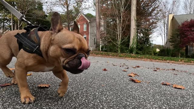 GoPro tracks with French Bulldog walking down neighborhood street