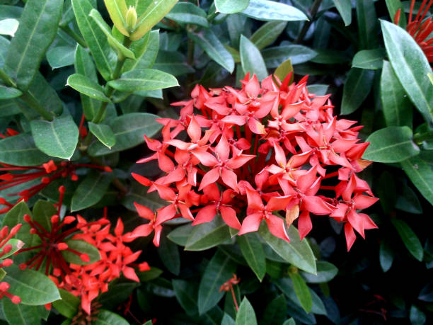 istock red Ixora flowers on the tree 1821324410
