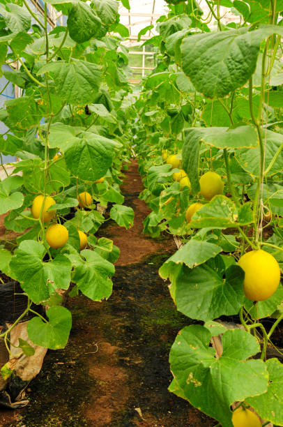 melon plantation ready for harvest melon plantation ready for harvest yellow melons field stock pictures, royalty-free photos & images