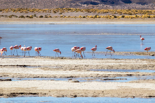 istock Flamingos in the Bolivian desert. 1821338003