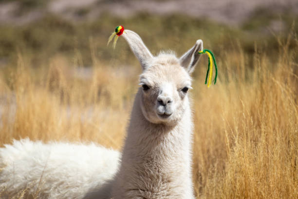 A friendly donkey looks smiling at the camera,