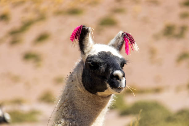 istock Llama in Eduardo Avaroa National Reserve, Bolivia. 1821339163