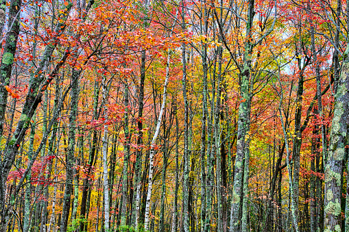 Autumn Foliage, Acadia National Park, Maine