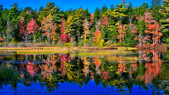 Trees reflecting in a lake, Acadia National Park, Maine