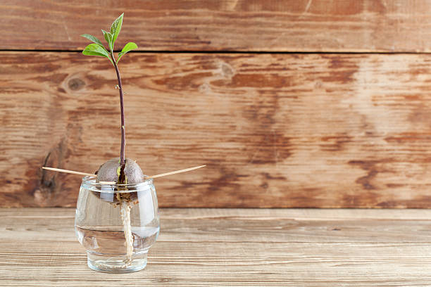 Germinating avocado - part 4 Avocado seed with root and sprout with leaves in glass with water - fourth growth stage of avocado plant avocado brown stock pictures, royalty-free photos & images