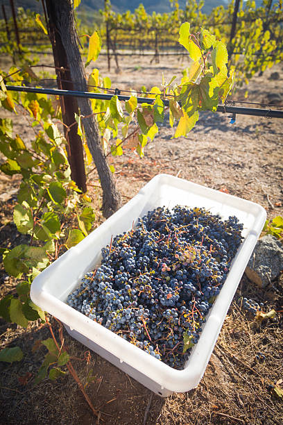 istock Wine Grapes In Harvest Bins One Fall Morning 182135372