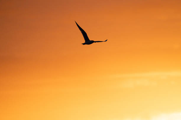 Bird in silhouette flying through Intense red sunrise