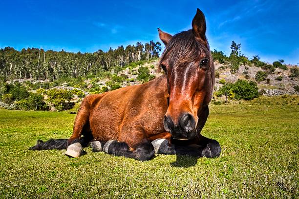 Cape Mountain Horse on a field in Knysna, South Africa. stock photo