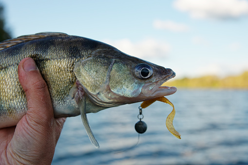 Fisherman's hand holding walleye with soft plastic bait in its mouth