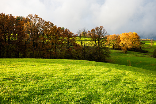 Green grass and trees landscape in autumn in November