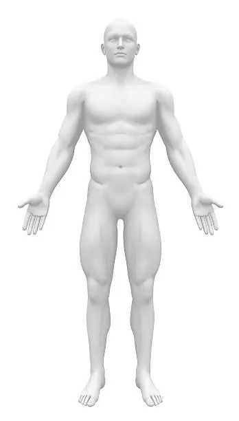 Photo of Blank Anatomy Figure - Front view