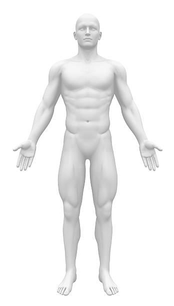 figura de anatomia em branco-vista frontal - torso imagens e fotografias de stock