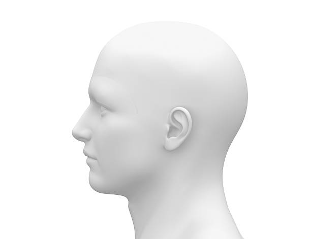 空白の白い雄ヘッド-側面図 - people the human body human head human face ストックフォトと画像