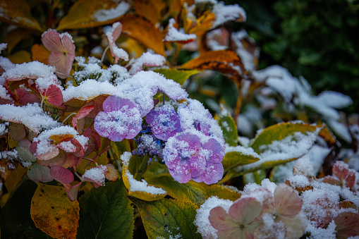 Close up of dried out colorful hydrangea flowers covered with a layer of snow in the cold winter season, the Netherlands