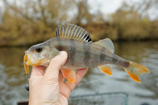 istock Small European perch in fisherman's hand 1821393548