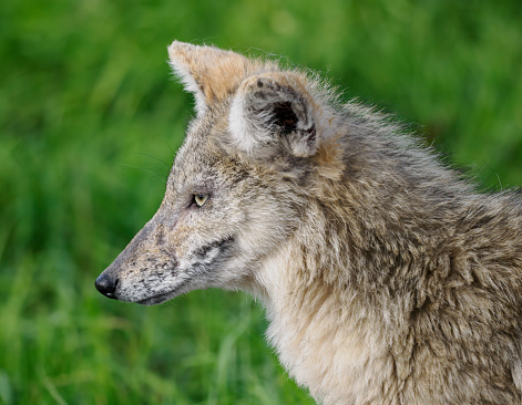 A young Coyote - Canis Latrans - head shot in a Western Washington State grass field. Not captive.