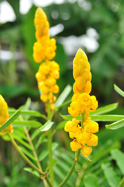 istock Yellower flowers from Thailand local for background 182140045