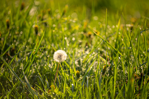 Single Dandelion seed with dew drops in sunlight