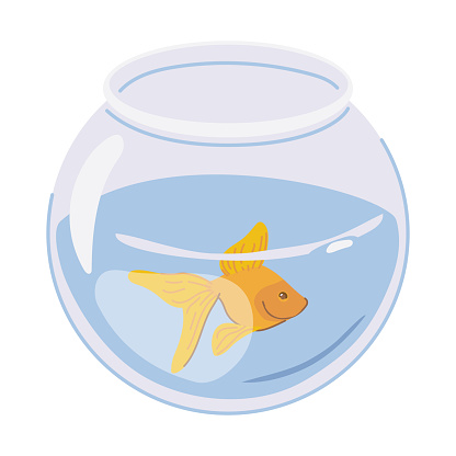 A goldfish swims alone in a round aquarium. Vector bright orange fish in flat style. A pet in fishbowl on a white background.