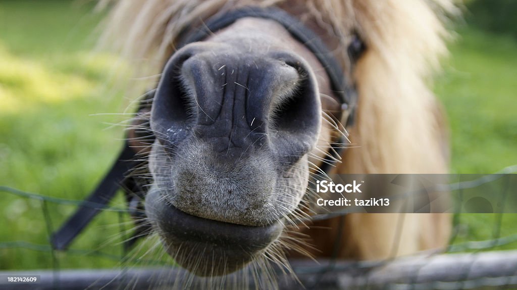 Kopf einem Pferd - Lizenzfrei Agrarbetrieb Stock-Foto
