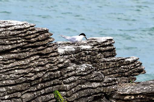 Views of Pancake Rocks and Blowholes on  New Zealnds South Island