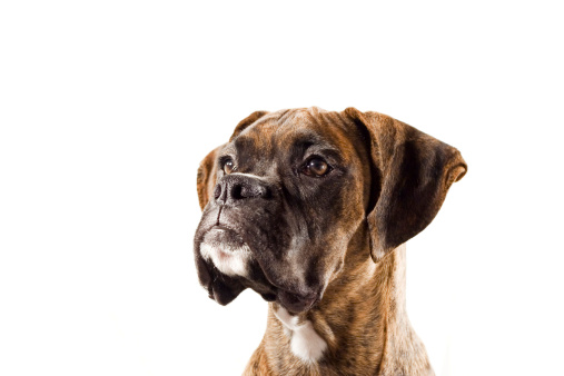 An expressive brindle classic (tawny colored coat with a black mask/mouth) purebred boxer headshot staring directly at the camera