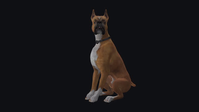 English Boxer Dog - Seating and Barking Loop - Alpha Channel